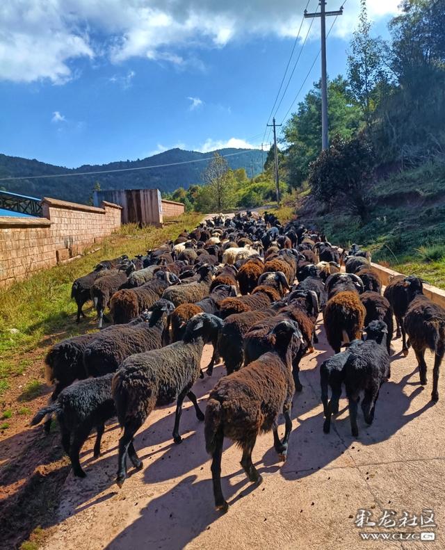 普米族的致富路—兰坪县通甸镇乌骨羊的养殖环境