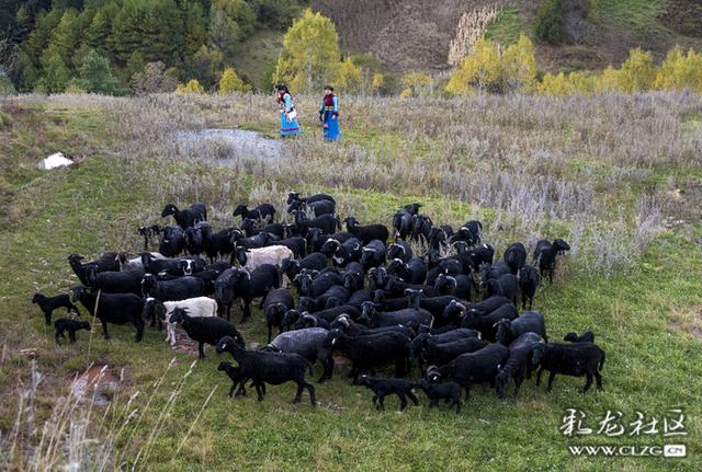 普米族的致富路—兰坪县通甸镇乌骨羊的养殖环境