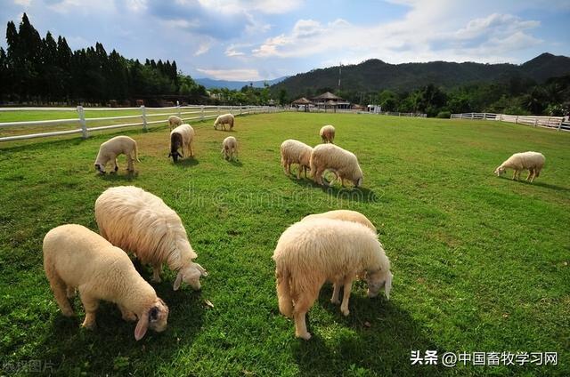 羊养殖场，这十大忠告一定要知道！