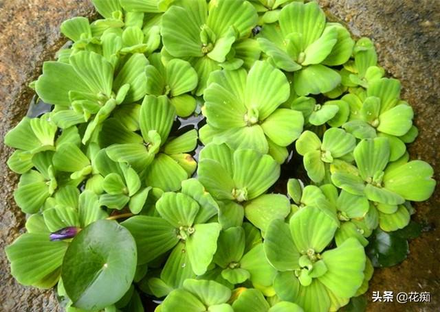 水芙蓉，扔水里就活，1棵轻松变一片，养在鱼缸很好看