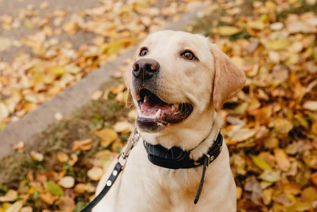 饲养一只大型犬的第一课，给它训练的时间和方法，唤回训练是重点