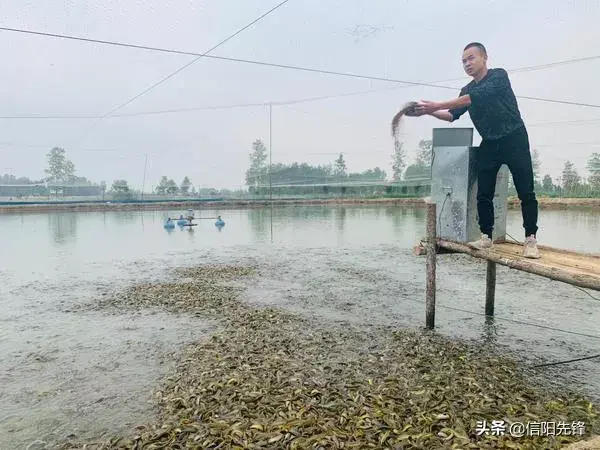 河南息县泥鳅养殖(息县：满怀热情返乡创业 带动就业助力脱贫)