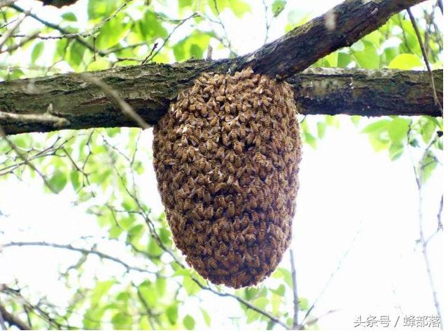 从蜜蜂习性看活框养殖，目前广泛使用的活框技术并非最优方案