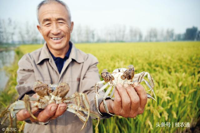 稻田也产鱼虾螺蛙蟹鳖，十大稻田综合种养模式，哪种好做又赚钱？