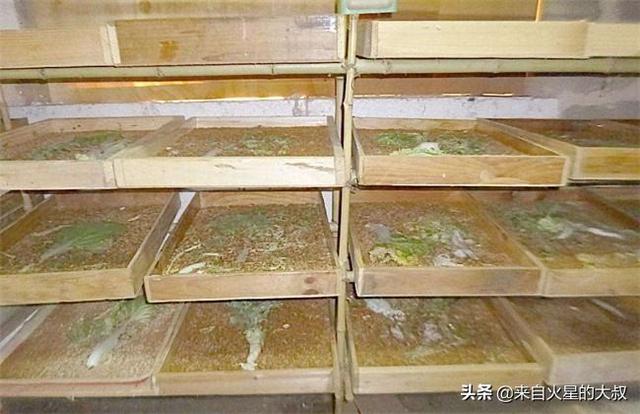 此物成本小价值高，被列入全国重点发展项目，养殖它注意以下要点