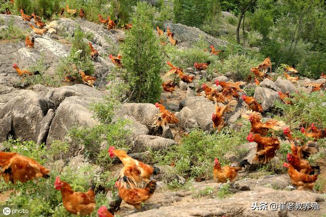 在农村“散养”土鸡，养多少只才能有利润？听听老农咋说