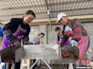 益阳南县龙虾养殖基地(湖南南县“一虾三养”撬动乡村振兴百亿产业)