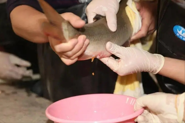 花骨鱼丰富的生物学特性，与其精准高效的繁养技术