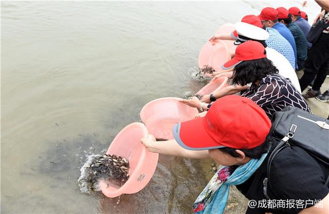 鲢鱼、鳙鱼、鲫鱼……成都150万尾鱼苗放生崇州西河