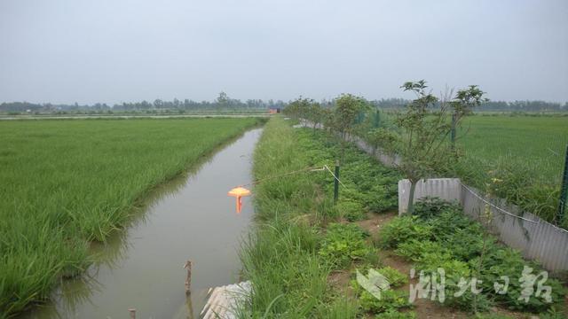 钟祥：稻虾生产关键时期，技术要点全在这里......