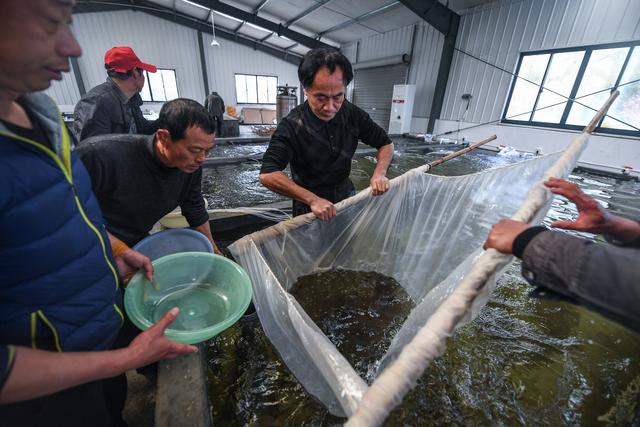 浙江湖州：春季“鱼苗工厂”销售旺