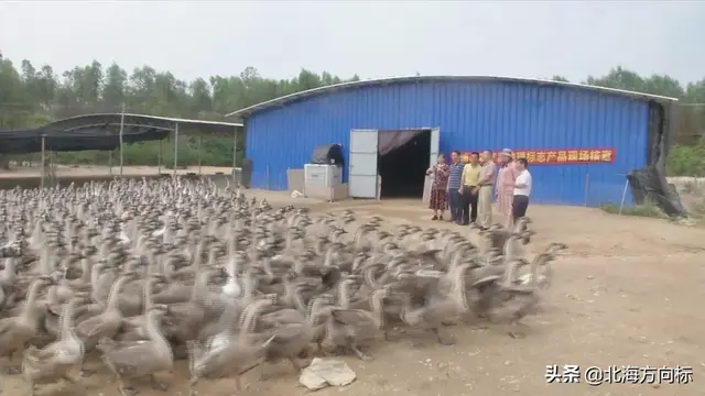 好消息！合浦鹅顺利通过农产品地理标志