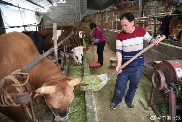 “贷牛还牛”，广西都安肉牛养殖带动农户持续增收