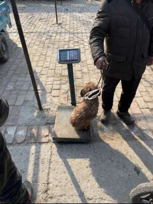 成都肉狗养殖基地(当它们站上肉贩子的磅秤——宠物市场“深冬”调查)