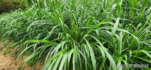 广西高寒山区种植多年生高稻草2号牧草发展牛羊养殖的可行性报告