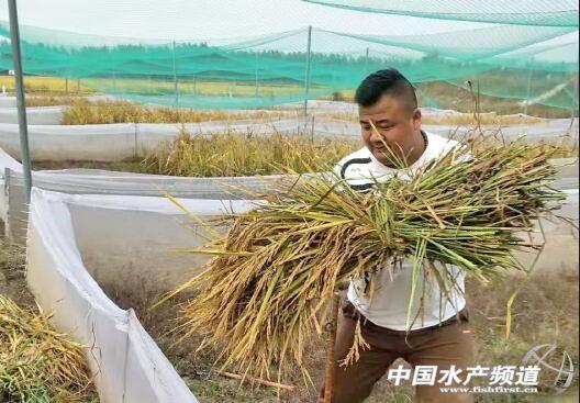 土木工程毕业的他变身“青蛙王子”，青蛙养殖闯出金色致富路