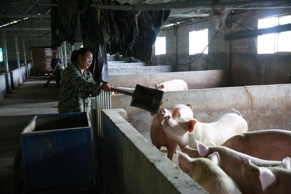 变废为宝！贵州剑河县成功研发出废旧菌棒发酵生物饲料 大大降低养殖成本