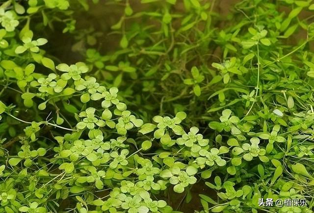 水稻田这个除草剂，可防除阔叶草和莎草