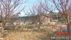 中国最大孔雀养殖基地(江川九溪：这里有云南最大的孔雀种苗基地)