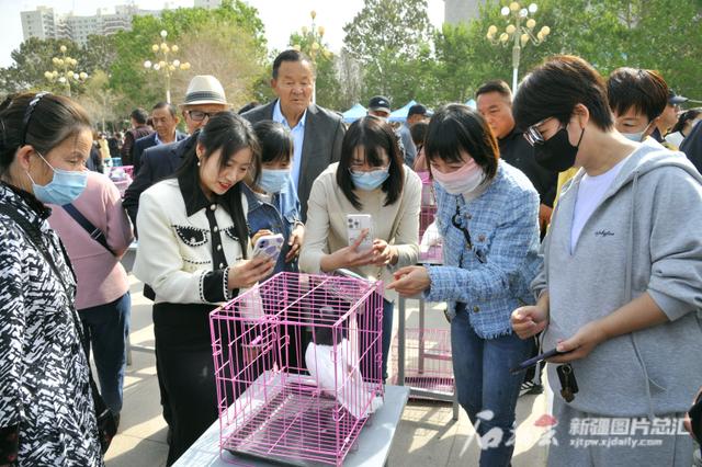 “新疆观赏鸽之乡”布局鸽产业发展赛道