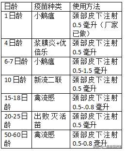 鹅养殖流程(鹅免疫程序和养殖技术，10年老养殖户总结，值得收藏)