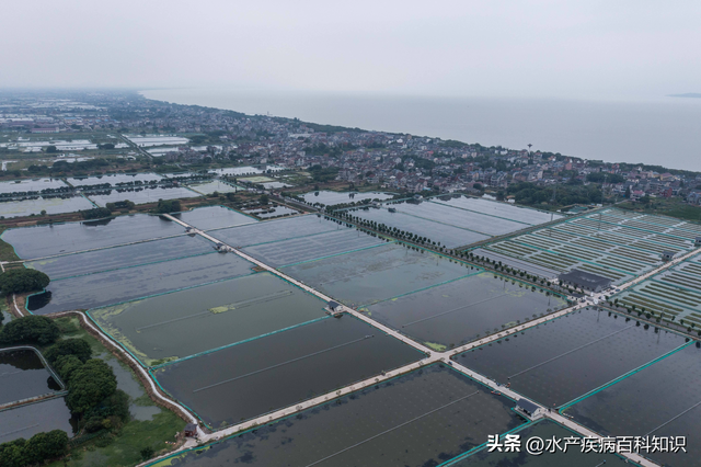 水产养殖遇到水体分层该怎么处理？会产生哪些危害？