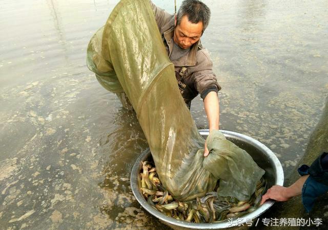 农村创业套养泥鳅，这样做，更赚钱