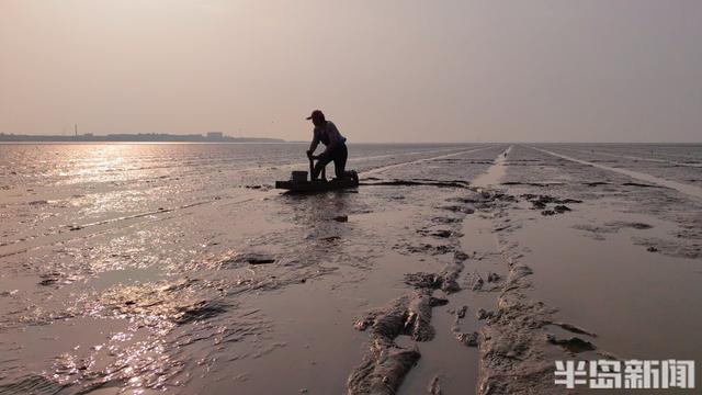 桂东出海记丨策“马”养鲜，跋涉泥滩！海上“骑马”，探访蚬子养殖户的忙碌一天