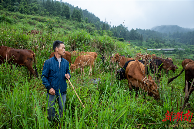 “牛经济”犇出强县富农“致富路”  ——花垣年存栏湘西黄牛2.7万头，出栏1.2万头，产值5.4亿元