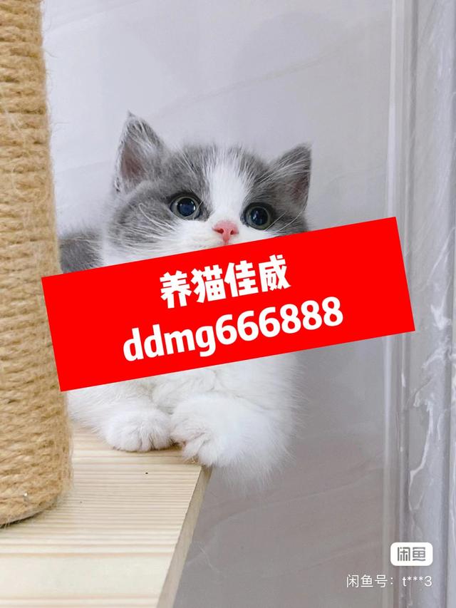 这猫300？带你了解东北猫市真实价格