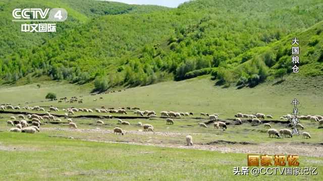 顶级的国产雪花牛肉是如何培育出来的？