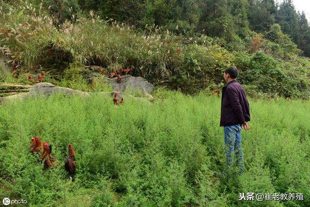 在农村“散养”土鸡，养多少只才能有利润？听听老农咋说