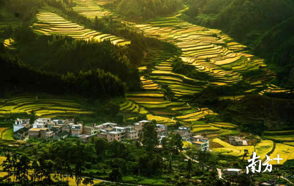 村子成风景，鸭子销路旺，连山这个村干部是怎么做到的？