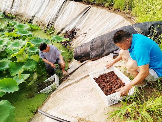 绣惠街道施家崖村：老张“养虾”记