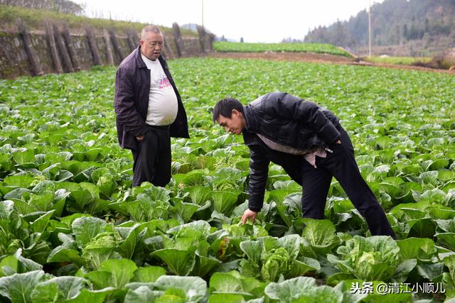 农村父子致富有方：高山种菜又养牛，生态循环种养效益高