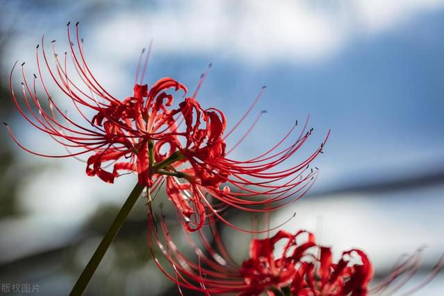 龙爪花是什么花，有哪些养殖方法，花期长吗