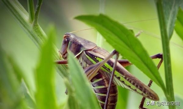 养殖蝈蝈有前景，蝈蝈可以食用和玩赏，繁殖力强、生长快、食物广