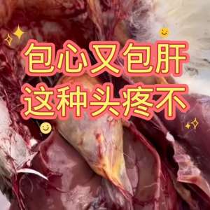 肉鸭的养殖技术视频(鸭子包心包肝#合同鸭放养)