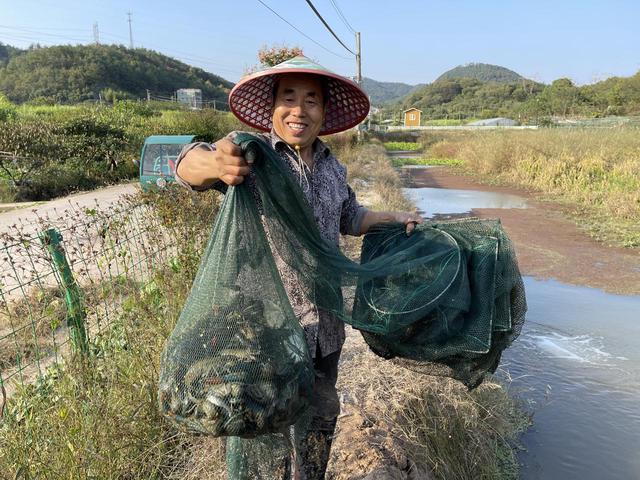 义乌首批澳洲淡水龙虾开捞，石明堂村“稻虾共养”生态农业见成效