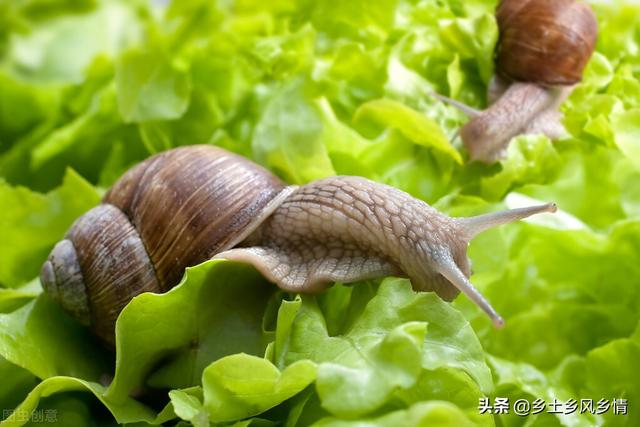 蜗牛室内的养殖技术要点