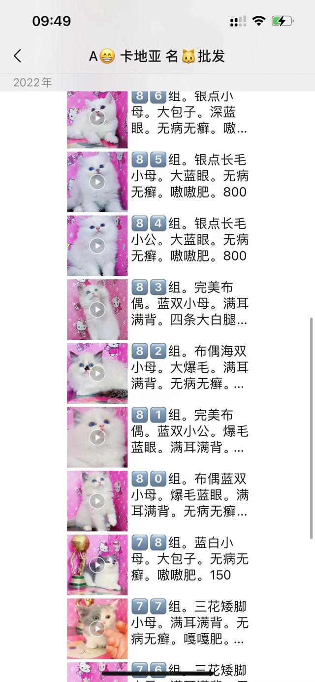 这猫300？带你了解东北猫市真实价格