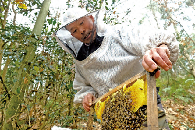 天柱县：生态养蜂酿造“甜蜜生活”