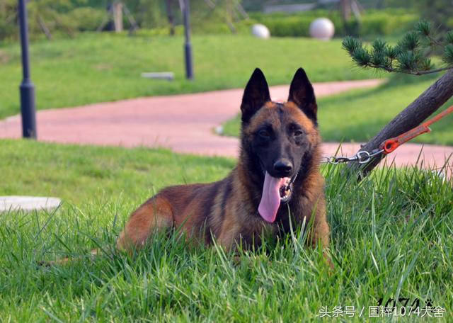 一条漂亮的实力派马犬