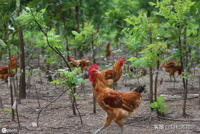 新手养鸡，怎么打开销路，养殖必看