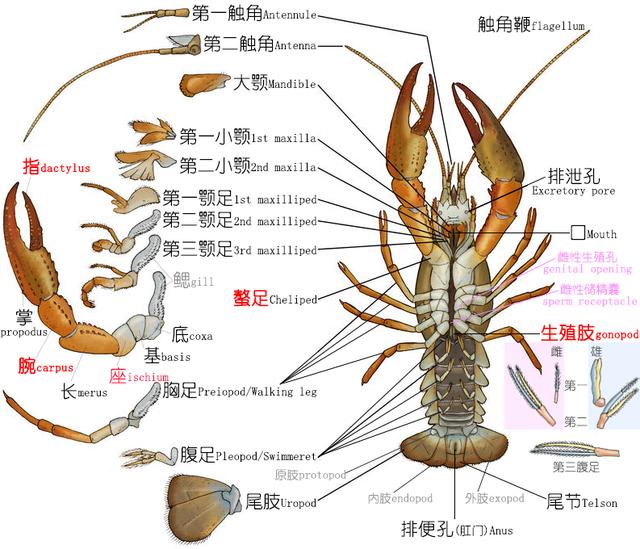 餐桌物种︱正确认识小龙虾（上）