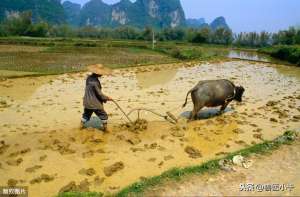 青蛙养殖是个骗局(养殖骗局又来了，这几个项目不要碰农民早知早受益，防被坑)