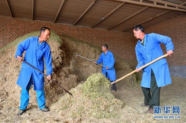 “呆萌”羊驼助力太行山农民脱贫增收