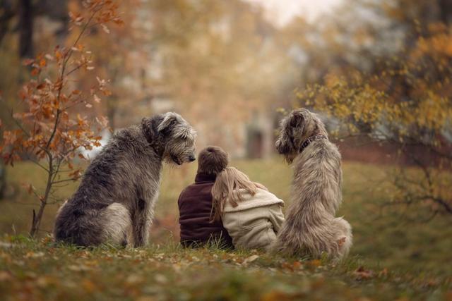 饲养一只大型犬的第一课，给它训练的时间和方法，唤回训练是重点