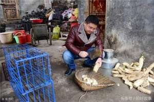 豪猪养殖效益分析(可别小瞧养猪，湖北恩施大学生返乡养豪猪，年收入超200万元)