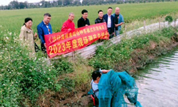 江门稻田大闸蟹养殖成功，实现了“一田两用、粮渔共赢”